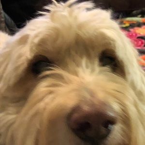 Meet your Posher, Marissa